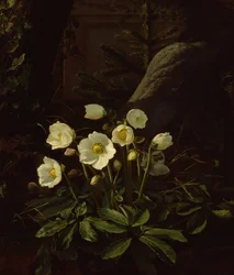 Christrosen in einem Steingarten