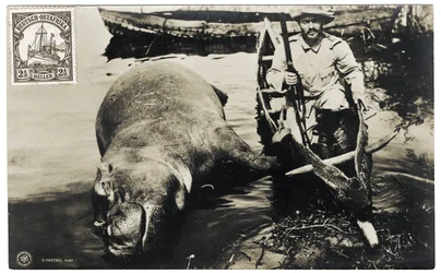 Deutscher Jäger mit Nilpferd, Deutsch-Ostafrika, ca. 1910