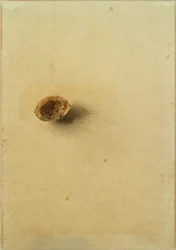 Nussschale