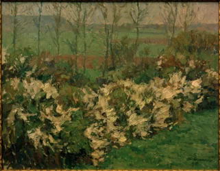 Weißdornhecke