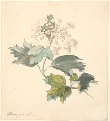 Schneeball (Viburnum)