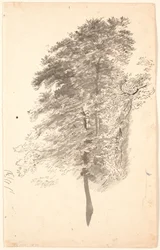 Studie hoher schlanker Bäume mit Laub