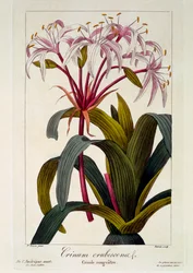 Crinum erubescens, veröffentlicht 1836