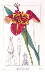 Tigerblume oder Pfauenblume, veröffentlicht 1836.