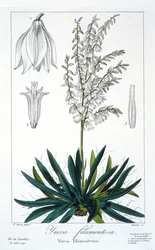 Yucca filamentosa, veröffentlicht 1836