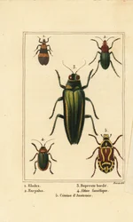 Sumpfkäfer, Elodes 1, Harpalus-Käfer 2, Prachtkäfer, Buprestis 3, Flohkäfer, Altica famelica 4, und Rosenkäfer, Cetonia-Arten 5