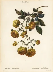 Multiflora-Rose oder Japanische Rose, Rosa multiflora, Rosier multifore