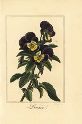 Stiefmütterchen, Pensee, Viola tricolor var.