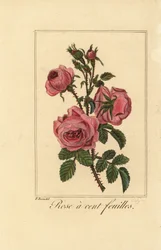 Provence-Rose oder Kohlrose, Rose a cent feuilles, Rosa centifolia
