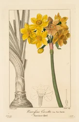 Flore des Jardiniers, Amateurs et Manufacturiers: Polyanthus oder Cluster-Narzisse, 1836