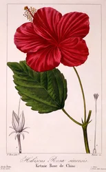 Hibiscus rosa-sinensis, 1836