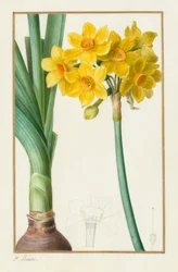Polyanthus oder Cluster-Narzisse Botanisch: Narcissus tazetta