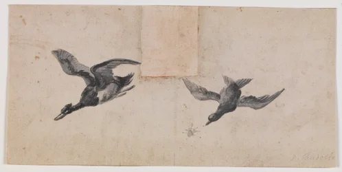 Zwei fliegende Vögel
