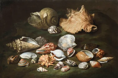 Stillleben mit Muscheln