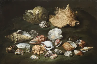 Stillleben mit Muscheln