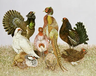 Wildvögel