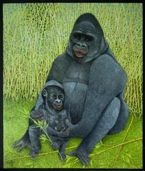 Gorillas