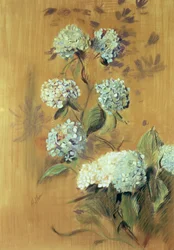Hortensien