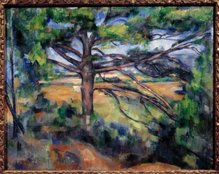 Große Kiefer bei Aix