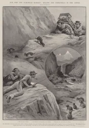 Pelz für den europäischen Markt, Chinchilla-Jagd in den Anden