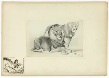 Löwe und Löwin