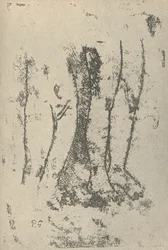 Studie, 1936