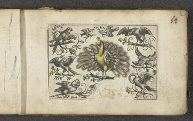 Pfau und andere Vögel