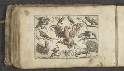 Raubvogel, neun andere Vögel und eine Fledermaus