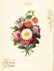 Blumenstrauß aus weißer Rose, Dahlie, Kapuzinerkresse, Aurikel