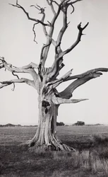 Toter Baum, Romney Marsh