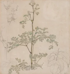 Studie des Wiesenkerbels