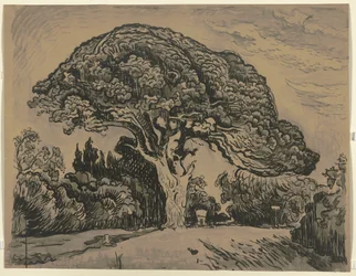 Die Bertaud-Kiefer