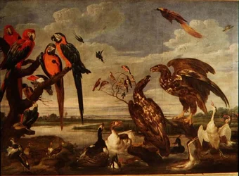 Verschiedene Vögel