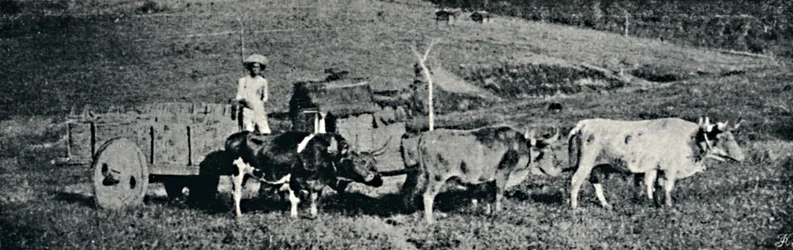 Ochsenkarren