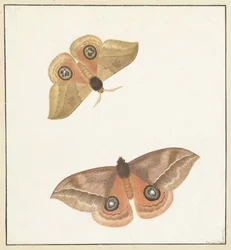 Zwei Schmetterlinge