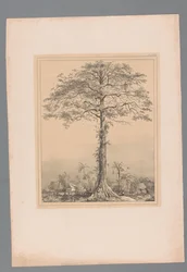 Kankantri-Baum