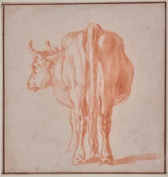 Kuh (Tierstudie)