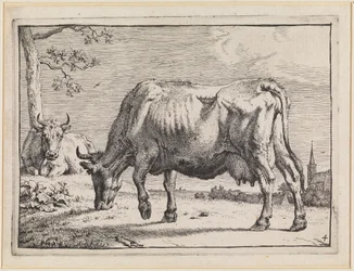 Weidende Kuh
