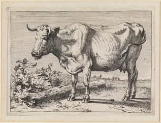 Kuh mit gedrehtem Horn