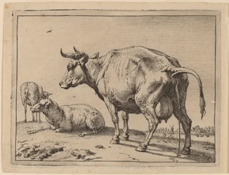 Pissende Kuh