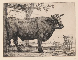 Der Stier, aus Verschiedene Ochsen und Kühe