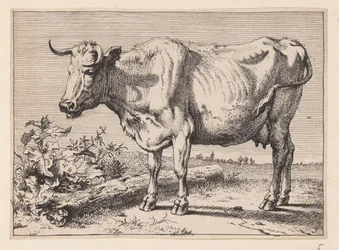 Die Kuh mit einem zerknitterten Horn, aus Verschiedene Ochsen und Kühe