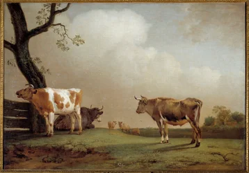 Die Wiese Eine Herde Kühe auf einer Wiese