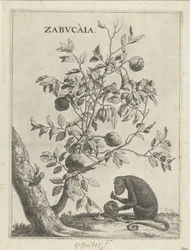 Zabucaiabaum und ein Affe