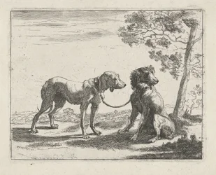 Zwei Hunde