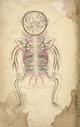 Menschliche Wirbelsäule aus 