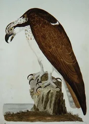 Der Glatzkopfgeier, Tafel aus 