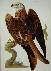 Der Rotmilan (Milvus milvus) oder Gabelweihe, Platte aus 