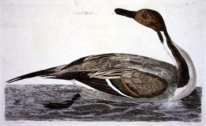 Die Spießente, Tafel aus 