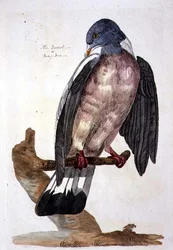 Die Ringeltaube, Tafel aus 